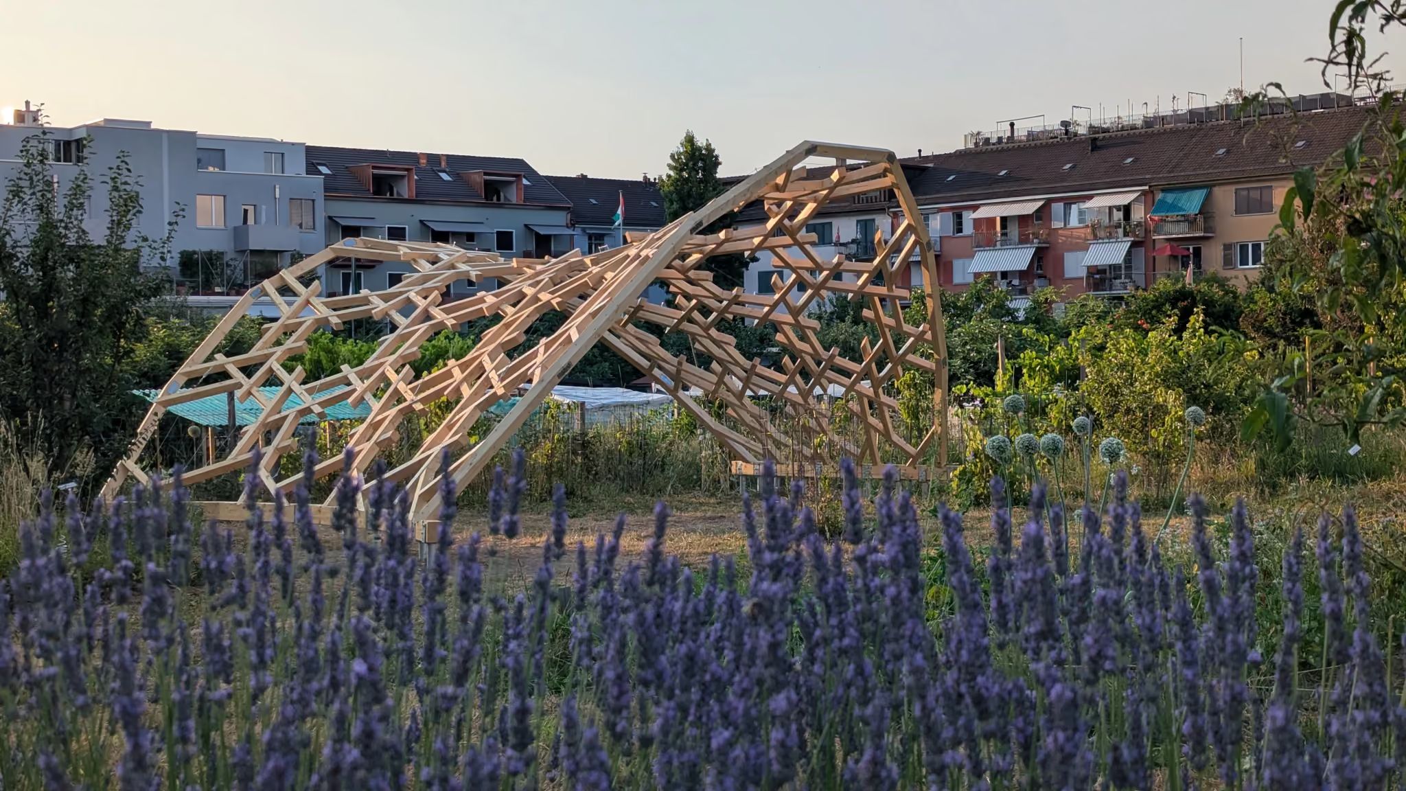 A leaf-shaped lattice of timber beams arching over a community garden at golden hour, with lavender in the foreground and apartment buildings behind