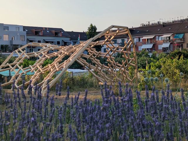 A leaf-shaped lattice of timber beams arching over a community garden at golden hour, with lavender in the foreground and apartment buildings behind